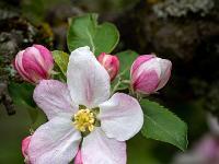 Apfelbaum Blüte umgeben von mehreren Knospen